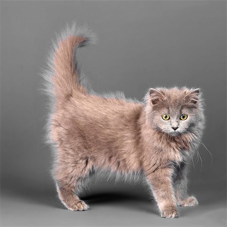 simsearch:649-07065142,k - Long haired blue grey kitten Photographie de stock - Premium Libres de Droits, Code: 649-07065147