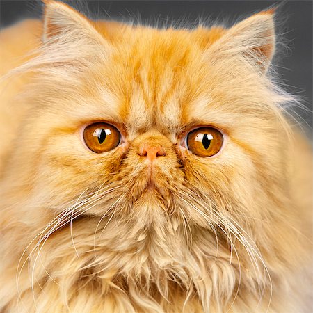 red cat portrait - Red Persian kitten Photographie de stock - Premium Libres de Droits, Code: 649-07065149
