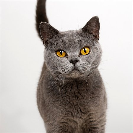 pussy picture - British Blue Stock Photo - Premium Royalty-Free, Code: 649-07065141