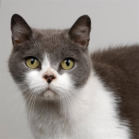 simsearch:649-07065152,k - British Short Haired blue and white cat Photographie de stock - Premium Libres de Droits, Code: 649-07065143