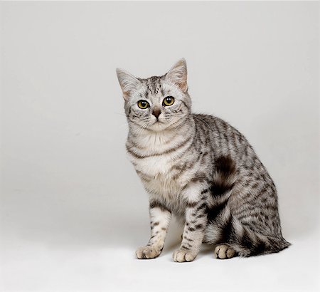 Silver spotted tabby Foto de stock - Sin royalties Premium, Código: 649-07065154