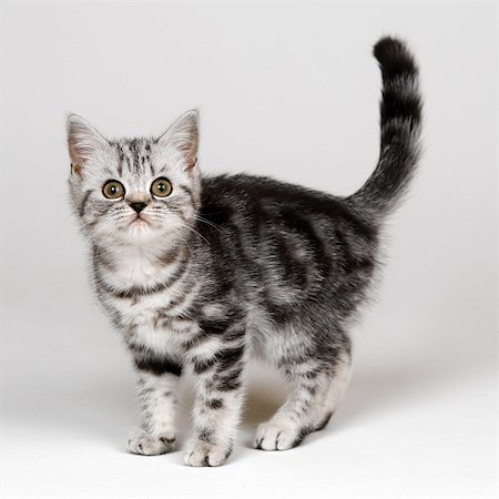 simsearch:649-07065142,k - Silver tabby kitten Photographie de stock - Premium Libres de Droits, Code: 649-07065155