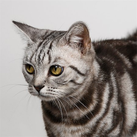 simsearch:649-07065245,k - Silver tabby Foto de stock - Sin royalties Premium, Código: 649-07065156