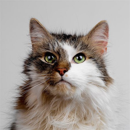 Tabby and white fluffy cat Photographie de stock - Premium Libres de Droits, Code: 649-07065157