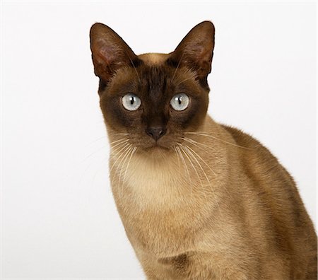 Tonkinese Chocolate Head Stock Photo - Premium Royalty-Free, Code: 649-07065158