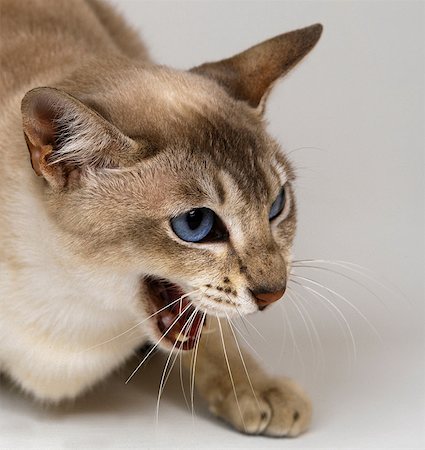 defensive - Tonkinese hissing Photographie de stock - Premium Libres de Droits, Code: 649-07065159