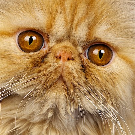 Close up of Red Persian kitten Stock Photo - Premium Royalty-Free, Code: 649-07065150