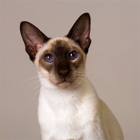 Seal Point Siamese Stock Photo - Premium Royalty-Free, Code: 649-07065151