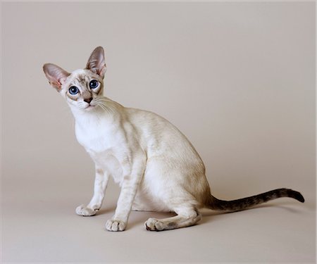 puntaje - Siamese Blue Tabby Point Foto de stock - Sin royalties Premium, Código: 649-07065153