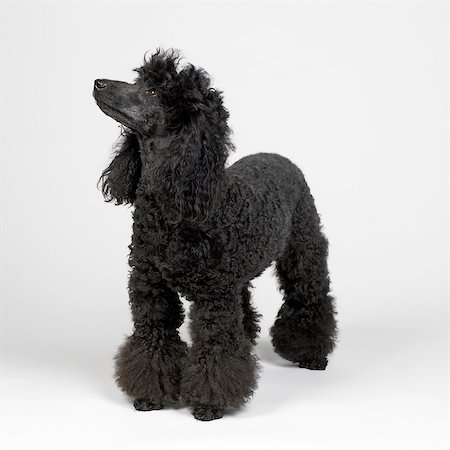 simsearch:649-07065153,k - Black Miniature Poodle Photographie de stock - Premium Libres de Droits, Code: 649-07065169