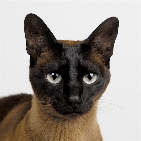 simsearch:649-07065142,k - Tonkinese Brown Photographie de stock - Premium Libres de Droits, Code: 649-07065160