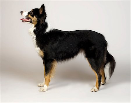 studio portrait dog - Border Collie Stock Photo - Premium Royalty-Free, Code: 649-07065172