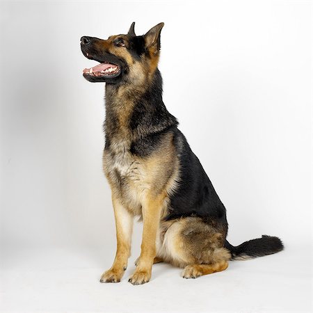 simsearch:649-07065153,k - German Shepherd Photographie de stock - Premium Libres de Droits, Code: 649-07065188