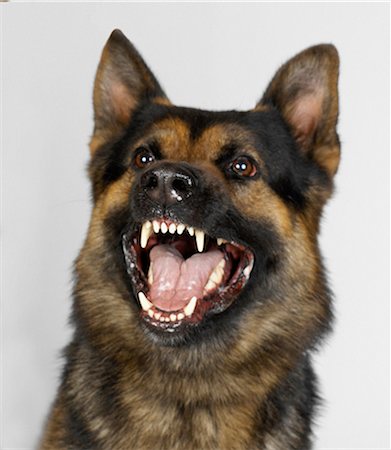 simsearch:649-07065159,k - German Shepherd snarling Foto de stock - Sin royalties Premium, Código: 649-07065189