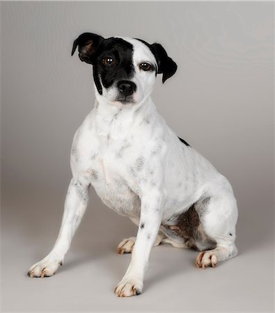 simsearch:649-07065143,k - Jack Russell with half black face Photographie de stock - Premium Libres de Droits, Code: 649-07065198