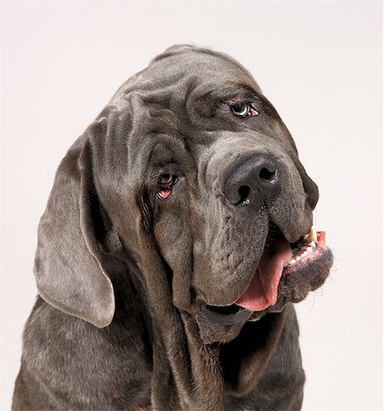 Neapolitan Mastiff with head cocked Stock Photo - Premium Royalty-Free, Code: 649-07065205