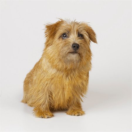 Norfolk Terrier Stock Photo - Premium Royalty-Free, Code: 649-07065206