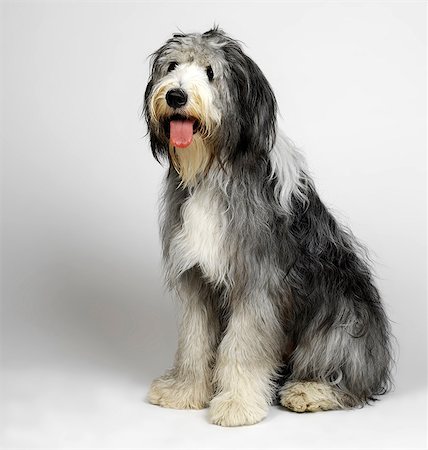 desgreñado - Old English Sheepdog with tongue hanging out Foto de stock - Sin royalties Premium, Código: 649-07065207