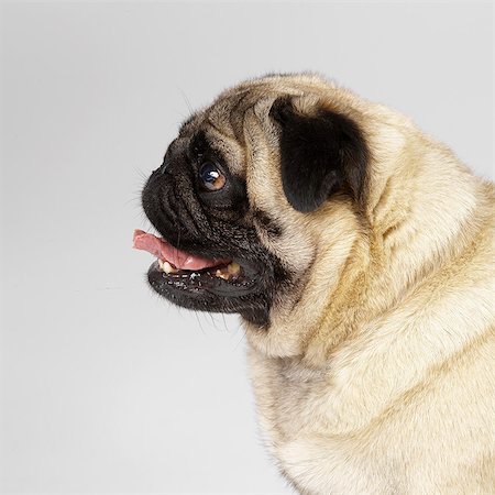 Close up of Pug Fotografie stock - Premium Royalty-Free, Codice: 649-07065208