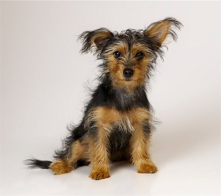 Yorkshire Terrier Stock Photo - Premium Royalty-Free, Code: 649-07065215