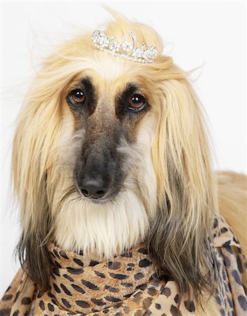 digno - Afghan Hound wearing diamond tiara Foto de stock - Sin royalties Premium, Código: 649-07065216