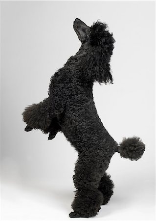 simsearch:649-07065153,k - Black MIniature Poodle Photographie de stock - Premium Libres de Droits, Code: 649-07065218