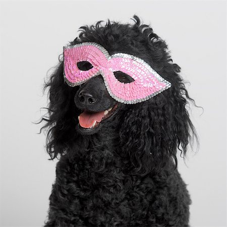fun animals - Black MIniature Poodle wearing pink mask Stock Photo - Premium Royalty-Free, Code: 649-07065219