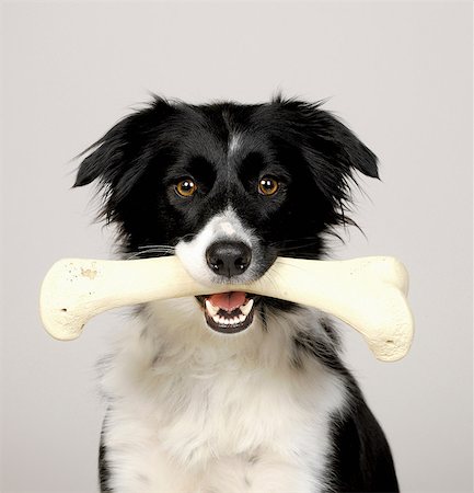 Border Collie carrying bone Foto de stock - Sin royalties Premium, Código: 649-07065221