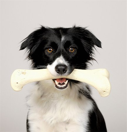 dogs on white - Border Collie carrying bone Stock Photo - Premium Royalty-Free, Code: 649-07065221