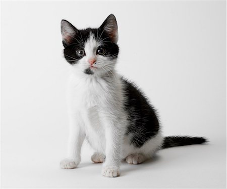 photography black and white - Portrait of black and white kitten Stock Photo - Premium Royalty-Free, Code: 649-07065234