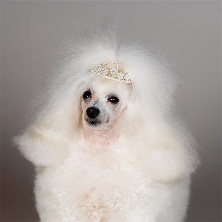 White Toy Poodle wearing tiara Stock Photo - Premium Royalty-Free, Code: 649-07065231
