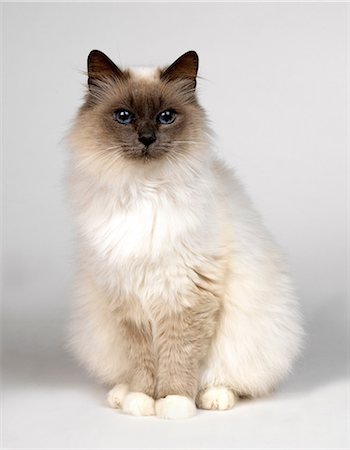 simsearch:649-07065245,k - Portrait of Birman Foto de stock - Sin royalties Premium, Código: 649-07065233