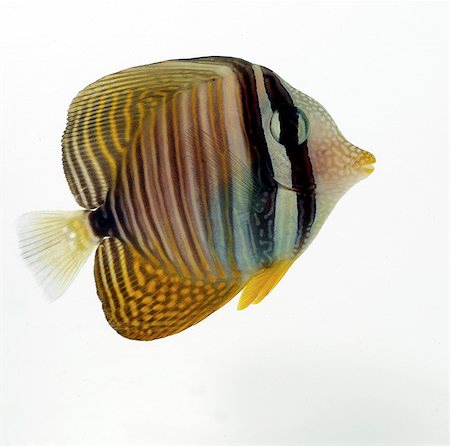 pez tropical - Butterflyfish Foto de stock - Sin royalties Premium, Código: 649-07065257
