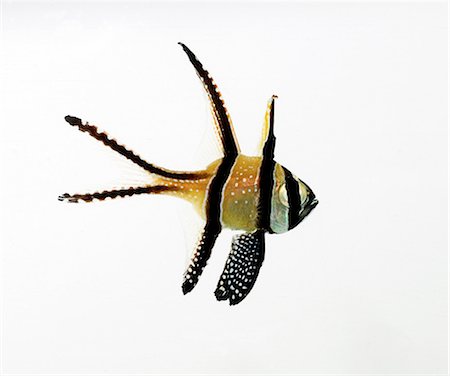 fish isolated on white background - Cardinalfish Stock Photo - Premium Royalty-Free, Code: 649-07065258