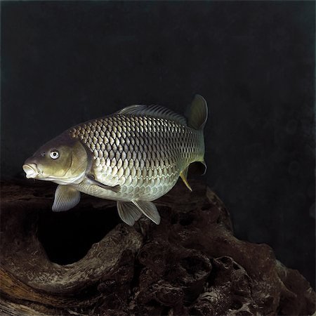 Carp Stock Photo - Premium Royalty-Free, Code: 649-07065259