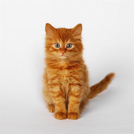 Portrait of ginger kitten Foto de stock - Sin royalties Premium, Código: 649-07065251