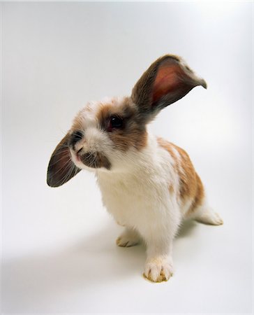 Portrait of lop eared baby rabbit Foto de stock - Sin royalties Premium, Código: 649-07065253