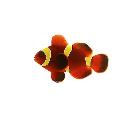 fish (marine life) - Clown Fish Stock Photo - Premium Royalty-Free, Code: 649-07065264