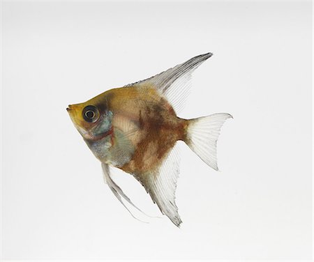 pez - Freshwater Angelfish Foto de stock - Sin royalties Premium, Código: 649-07065265