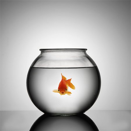 fish bowl nobody - Goldfish in bowl Stock Photo - Premium Royalty-Free, Code: 649-07065268