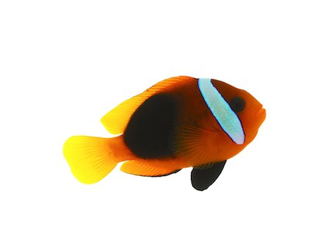 Tropical fish white background Stock Photos - Page 1 : Masterfile