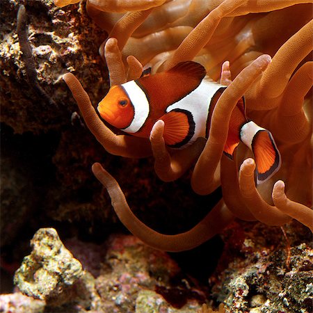 fishes under water - Clown Fish with Anemone Stock Photo - Premium Royalty-Free, Code: 649-07065263