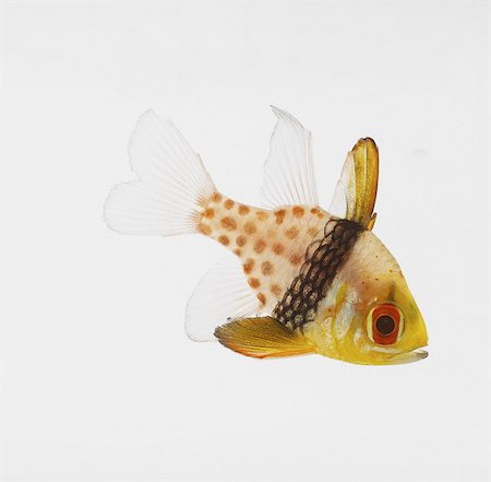 funny - Pajama Cardinalfish Stock Photo - Premium Royalty-Free, Code: 649-07065274