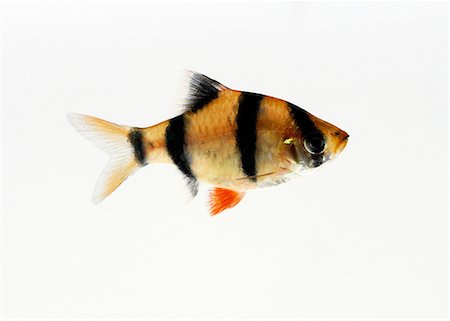 Tiger Barb Stock Photo - Premium Royalty-Free, Code: 649-07065277