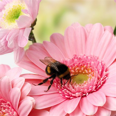 simsearch:649-07065300,k - Bee on pink Gerbera Foto de stock - Sin royalties Premium, Código: 649-07065284