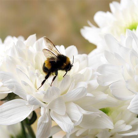 simsearch:649-07065300,k - Bumble bee on white Chrysanthemum Foto de stock - Sin royalties Premium, Código: 649-07065285