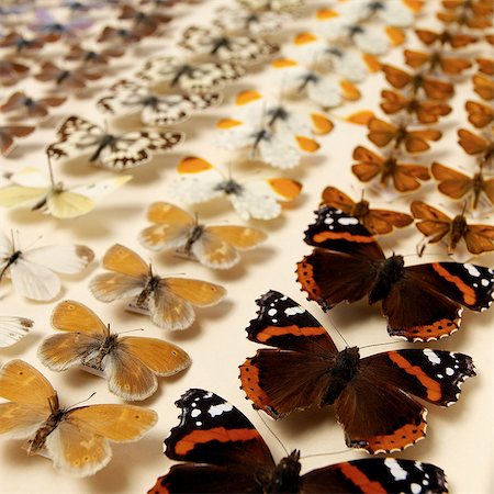 Collection of butterflies Foto de stock - Sin royalties Premium, Código: 649-07065287