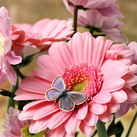 Butterfly on pink Gerbera Stock Photo - Premium Royalty-Free, Code: 649-07065288