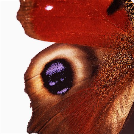 entomología - Eye-like markings on butterfly Foto de stock - Sin royalties Premium, Código: 649-07065289