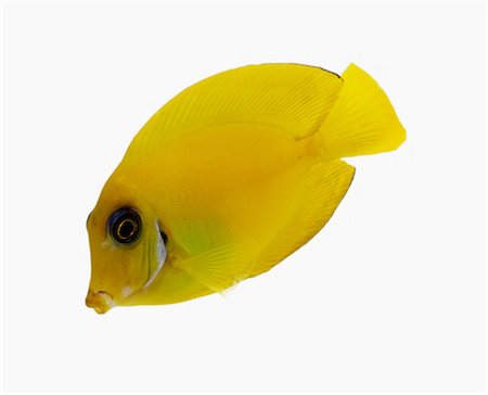fish - Yellow Tang Stock Photo - Premium Royalty-Free, Code: 649-07065280